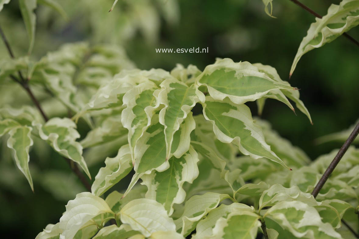 Cornus kousa 'Peve Limbo'