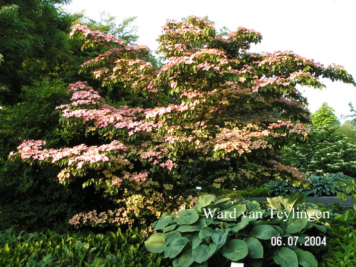Cornus kousa 'Satomi'