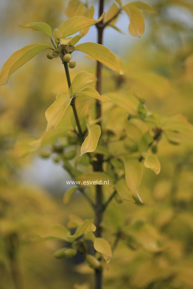 Cornus mas 'Aurea'