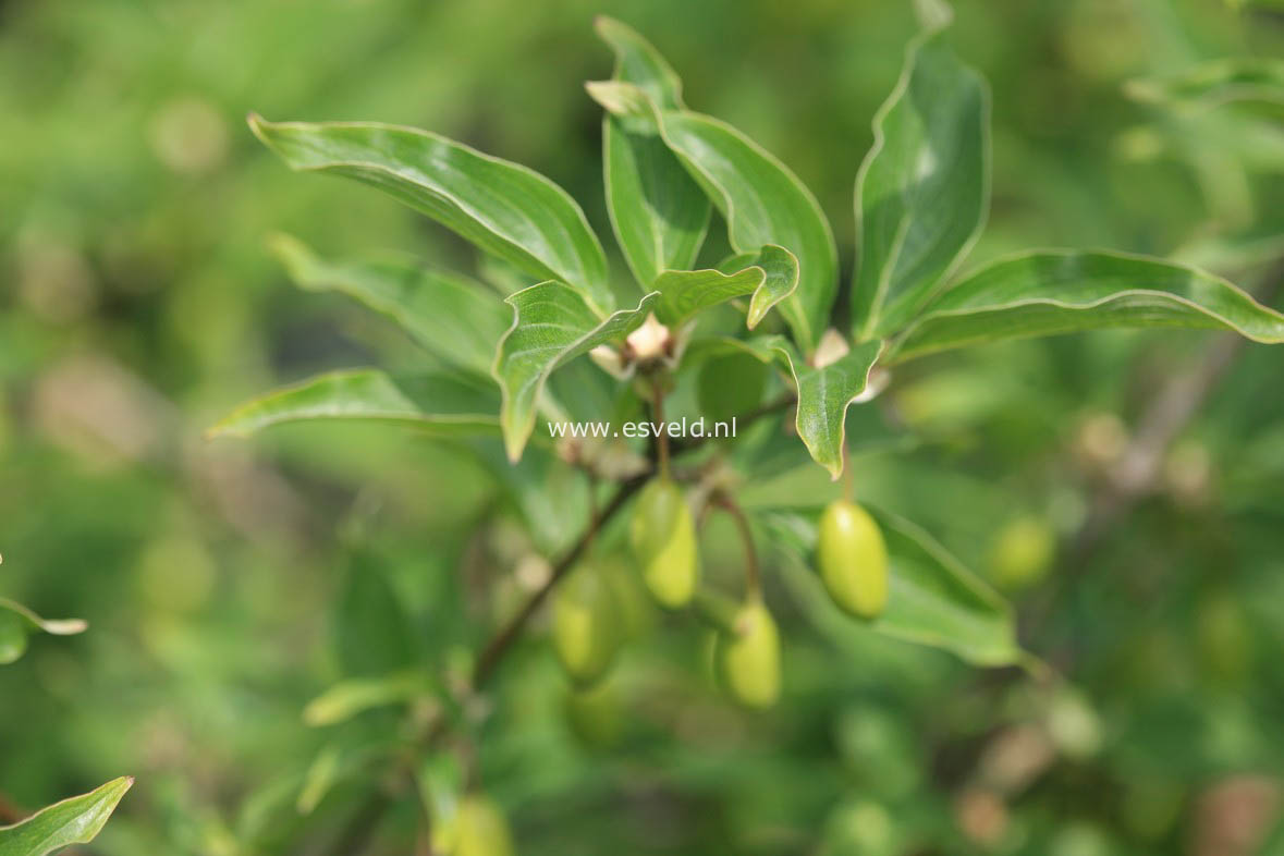 Cornus mas 'Jolico'