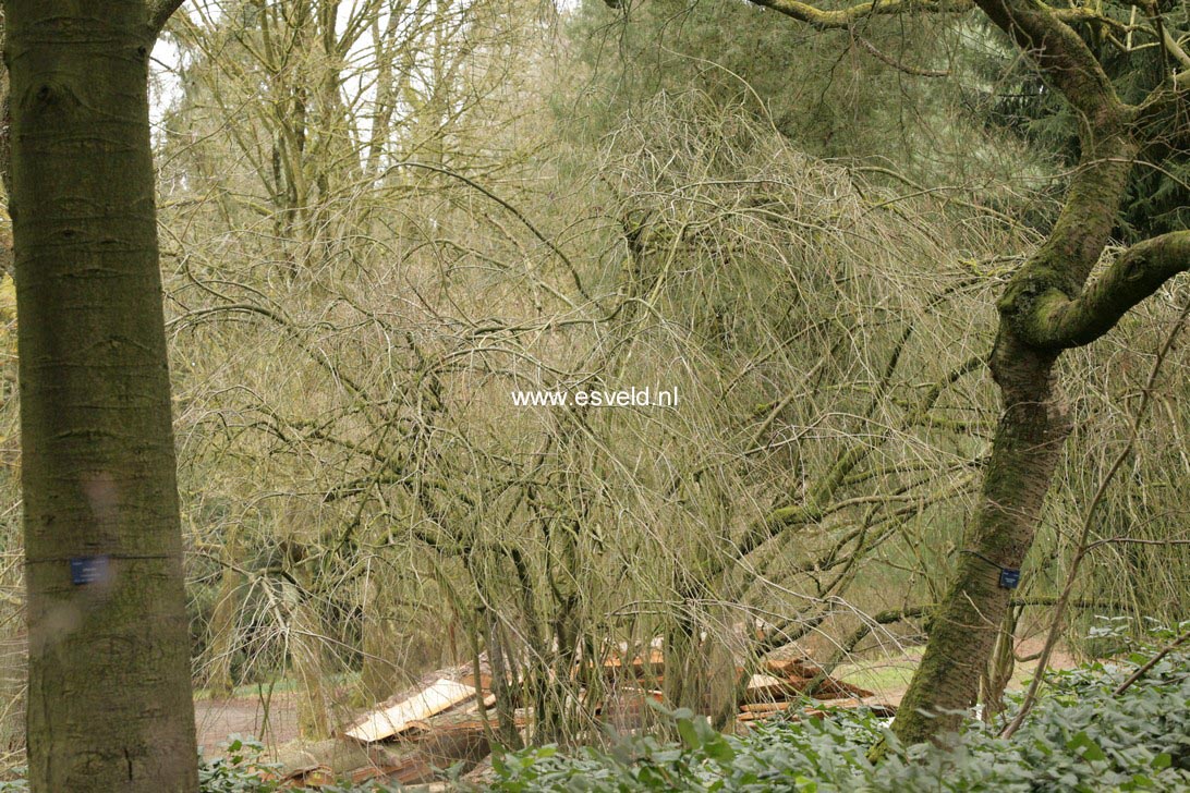 Corylus avellana 'Pendula'