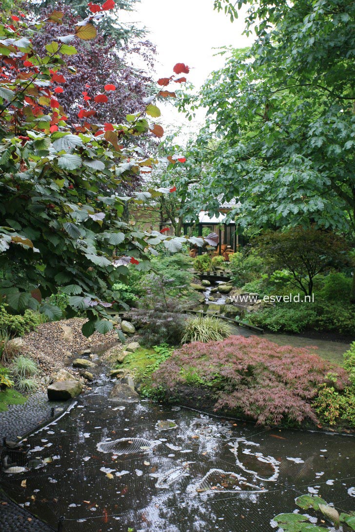Corylus avellana 'Rode Zellernoot'