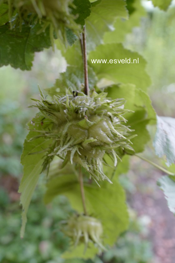 Corylus colurna