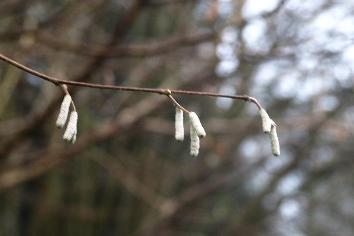 Corylus maxima 'Purpurea'