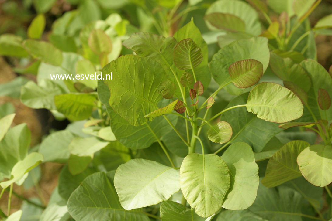 Cotinus coggygria 'Old Fashioned'