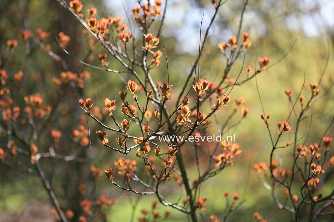 Cotinus coggygria 'Purpureus'