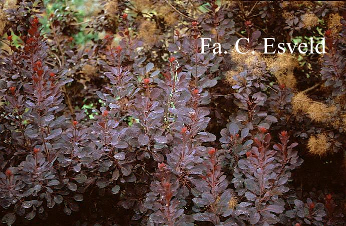 Cotinus coggygria 'Velvet Cloak'