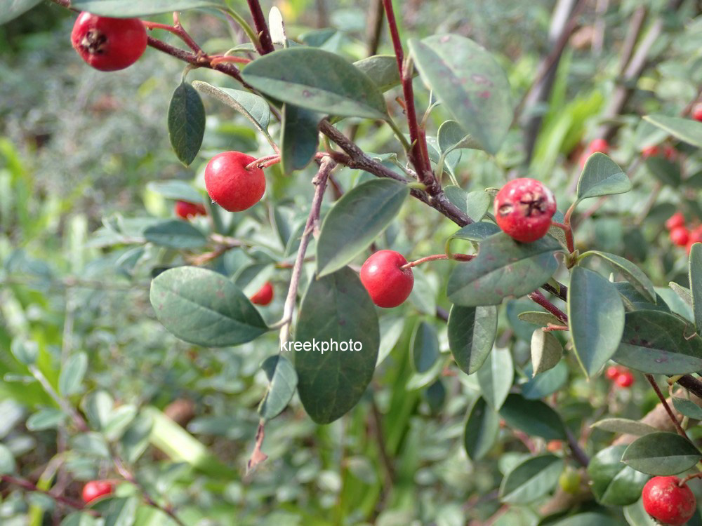 Cotoneaster franchetii