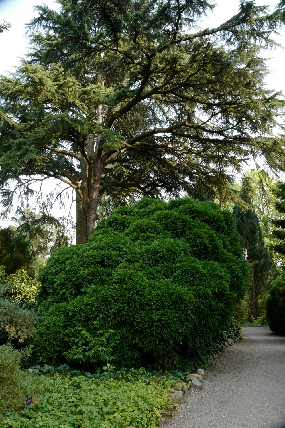 Cryptomeria japonica 'Globosa Nana'