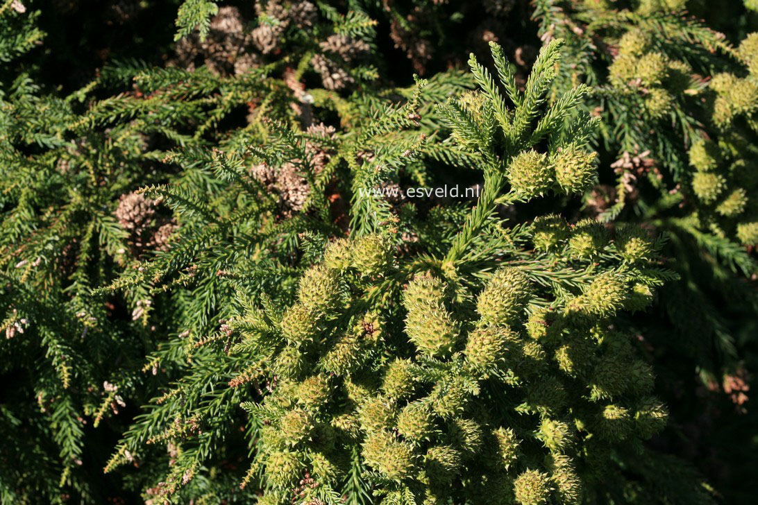 Cryptomeria japonica