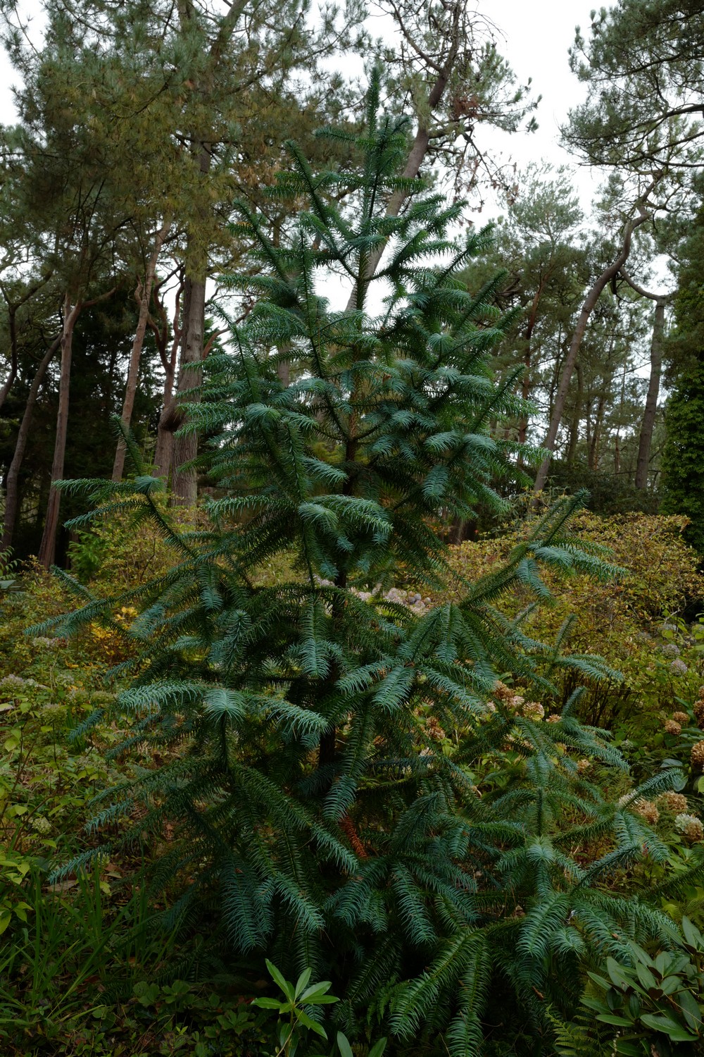 Cunninghamia lanceolata 'Glauca'