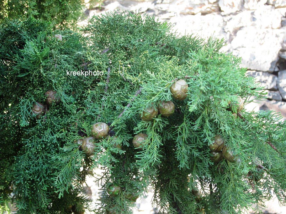 Cupressus macrocarpa