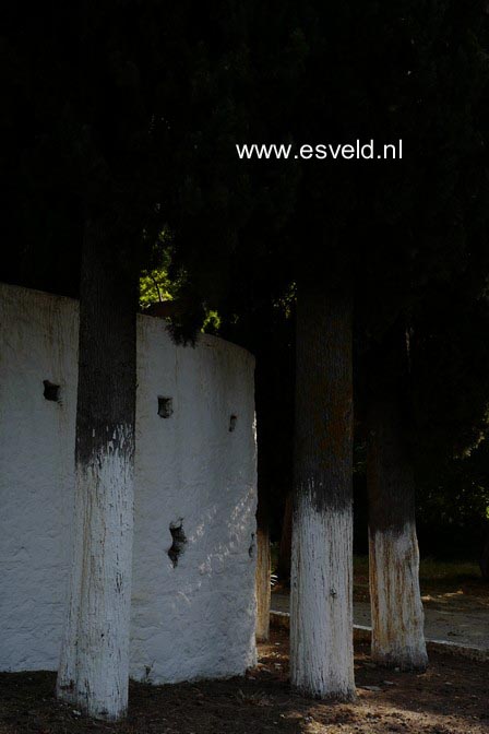 Cupressus sempervirens