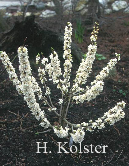 Daphne mezereum 'Alba'