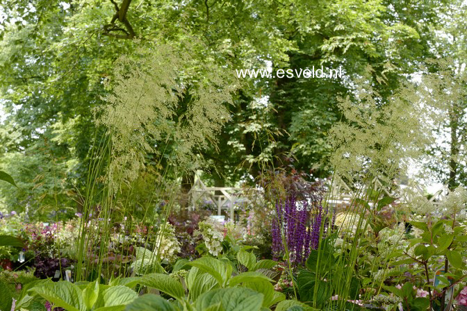 Deschampsia cespitosa 'Goldschleier'