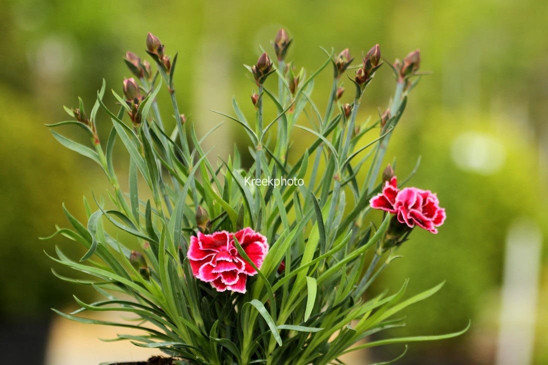 Dianthus (SUNFLOR)