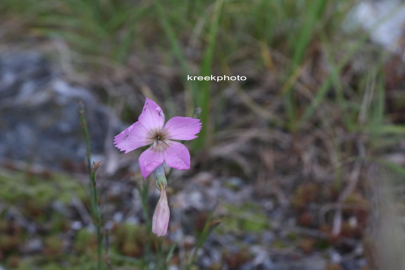 Dianthus alpinus