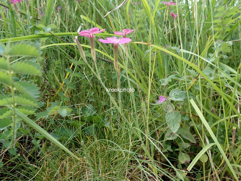 Dianthus deltoides