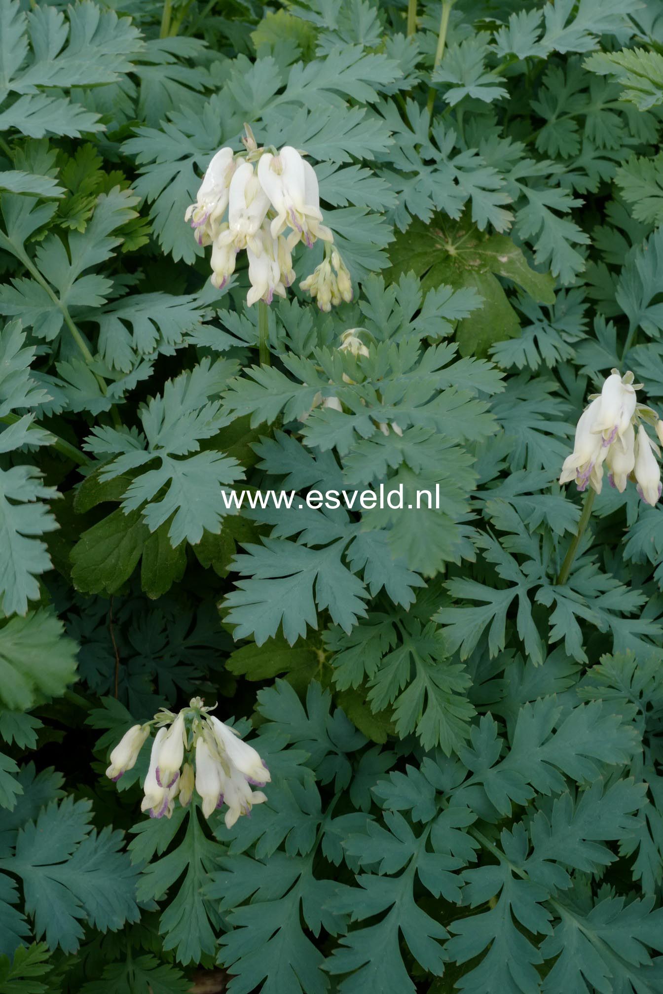 Dicentra eximia 'Alba'