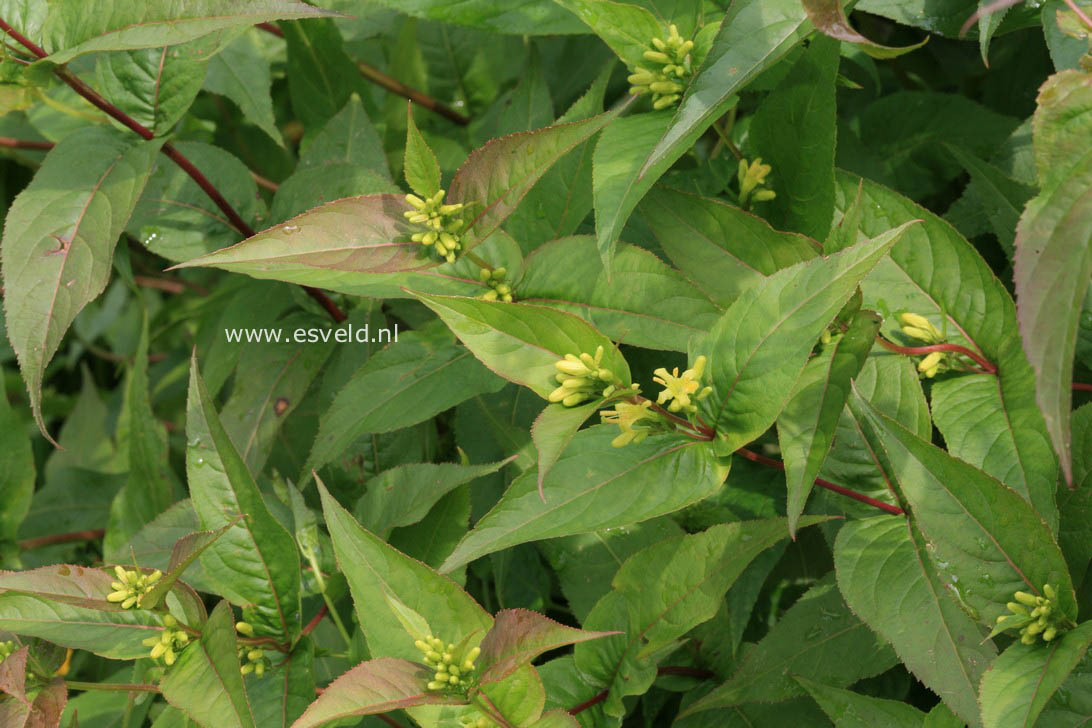 Diervilla sessilifolia