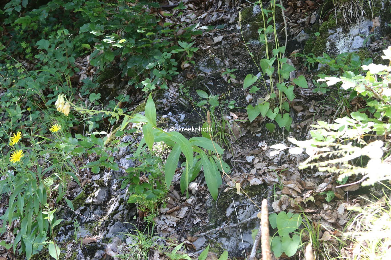 Digitalis lutea