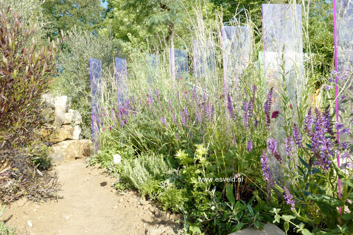 Dodonaea viscosa 'Purpurea'