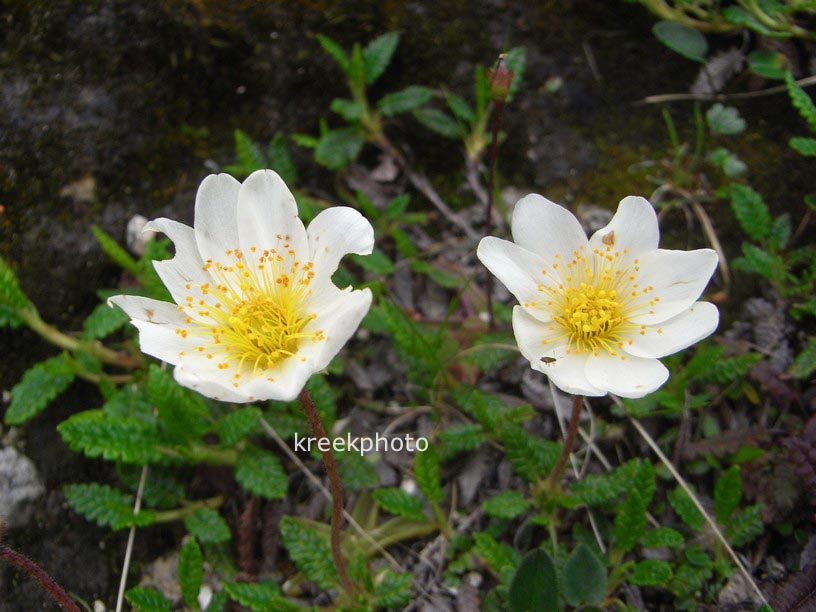 Dryas octopetala