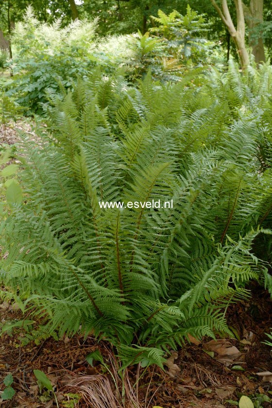 Dryopteris affinis 'Pinderi'