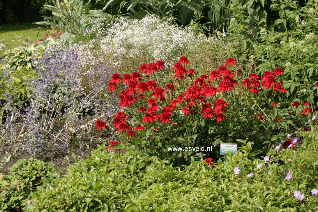 Echinacea purpurea 'Eccentric'