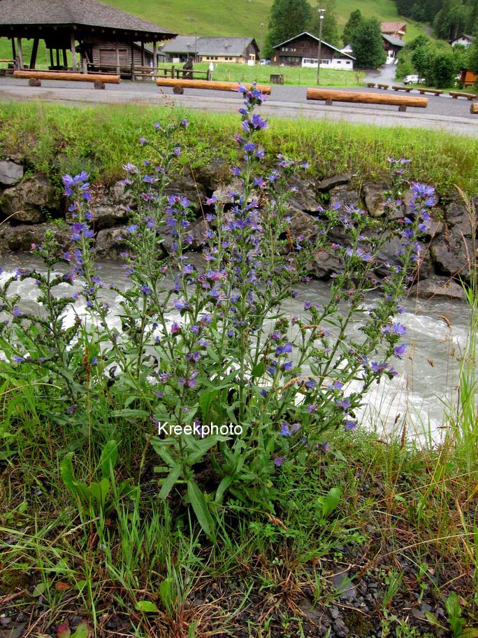 Echium vulgare