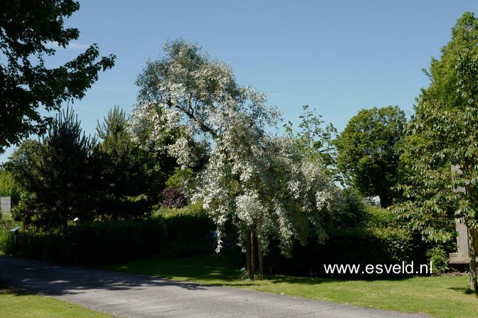 Elaeagnus 'Quicksilver'