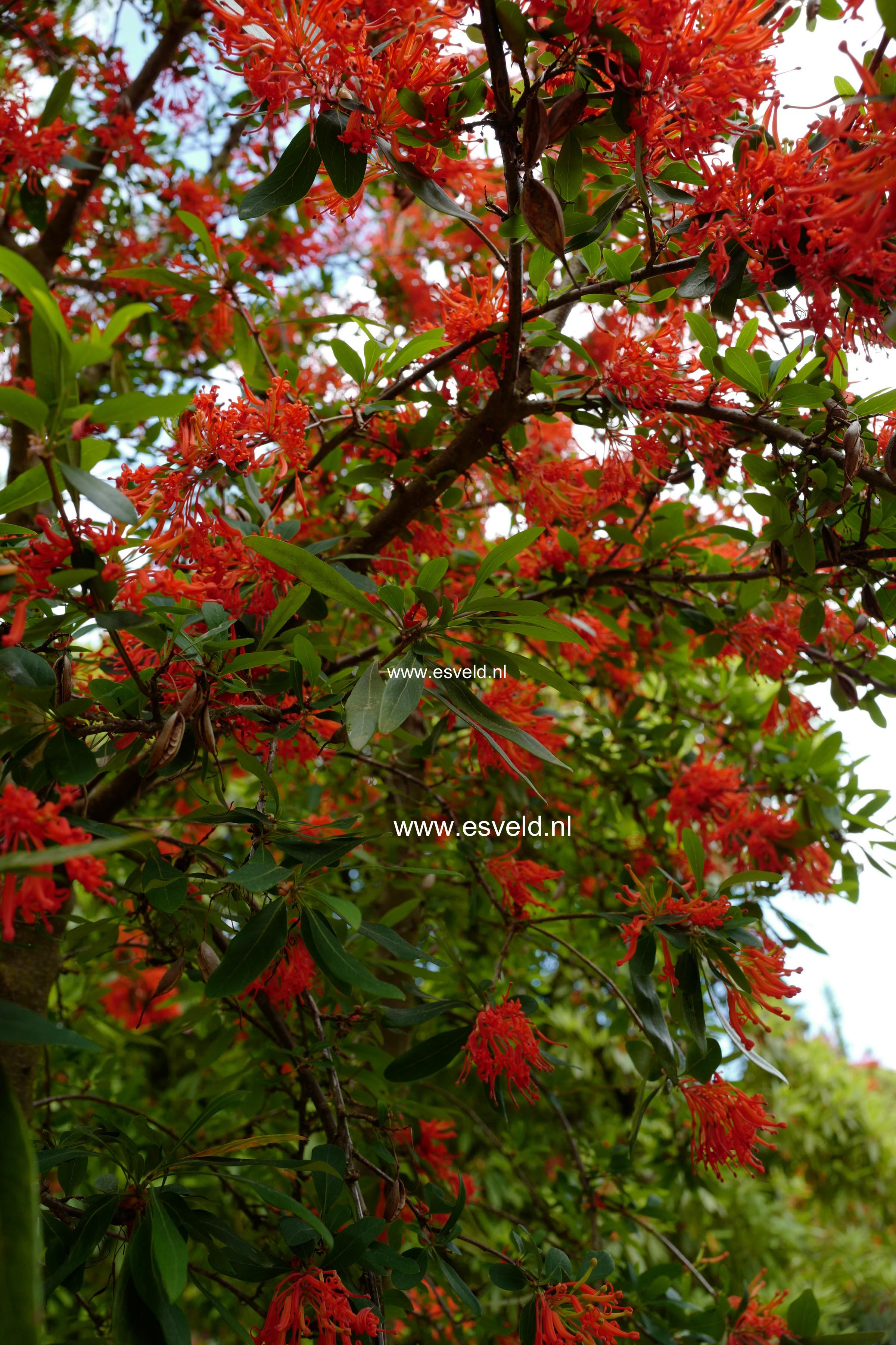 Embothrium coccineum
