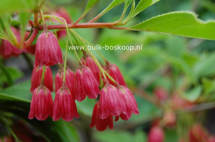 Enkianthus campanulatus 'Miyama beni'