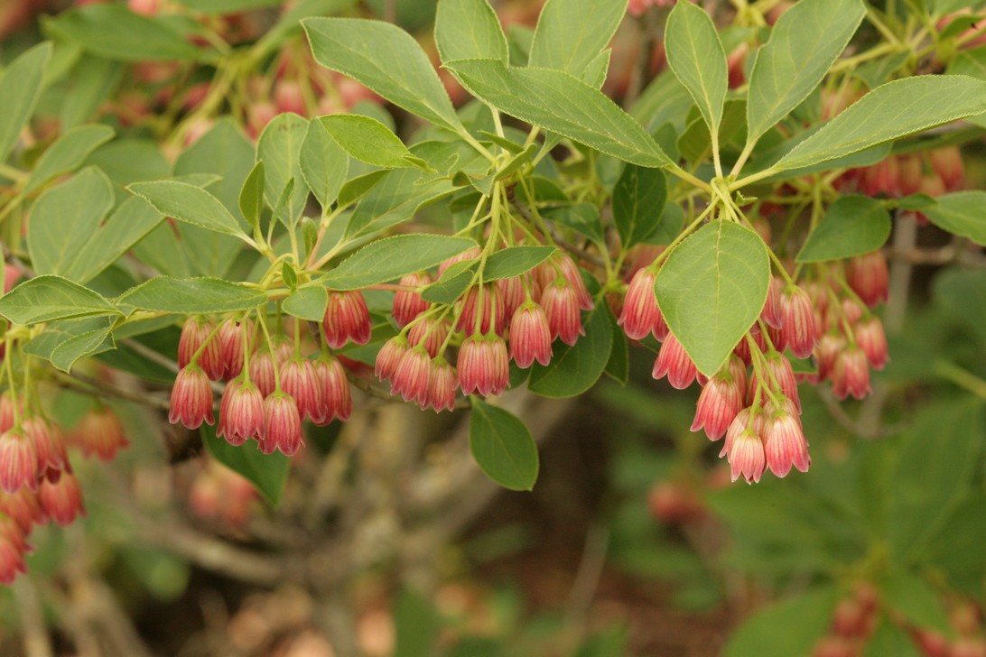 Enkianthus campanulatus 'Red Bells'