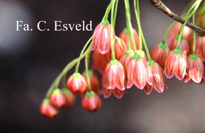 Enkianthus campanulatus 'Showy Lantern'