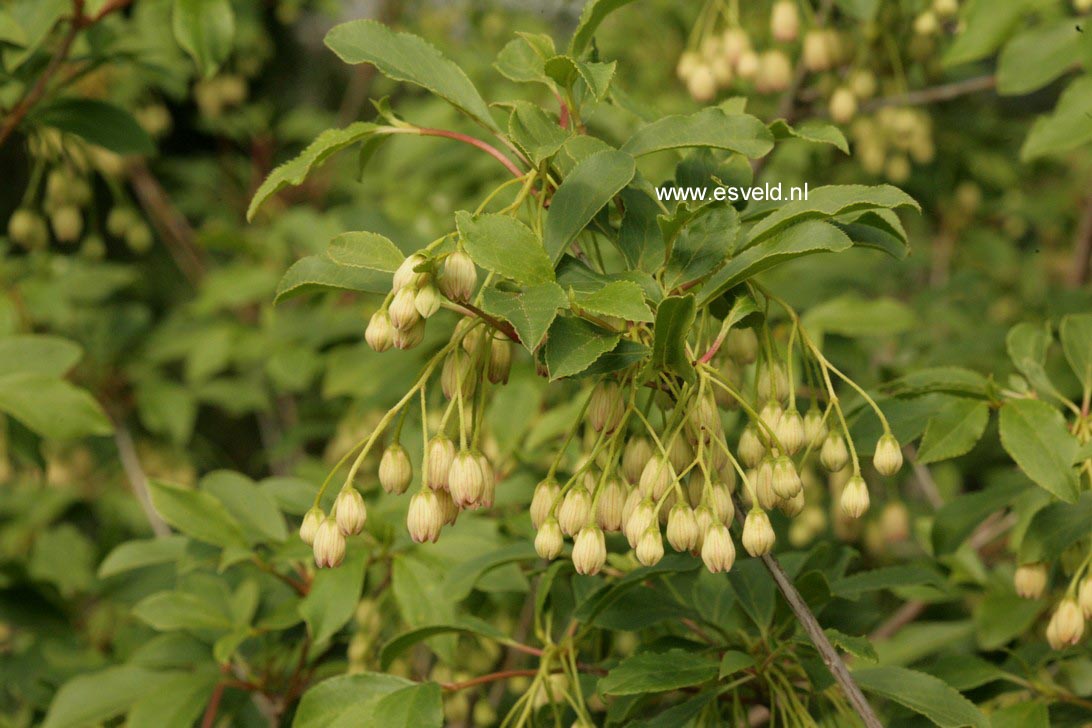 Enkianthus campanulatus 'Wallaby'