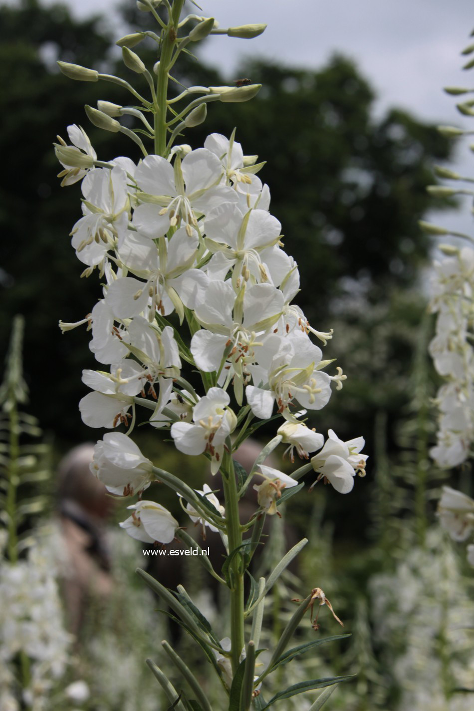 Epilobium angustifolium 'Album'