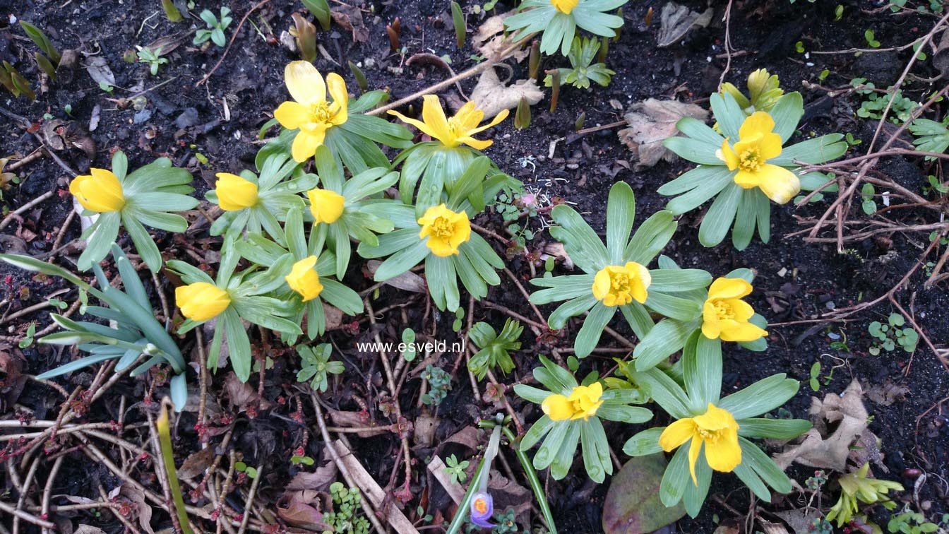Eranthis hyemalis