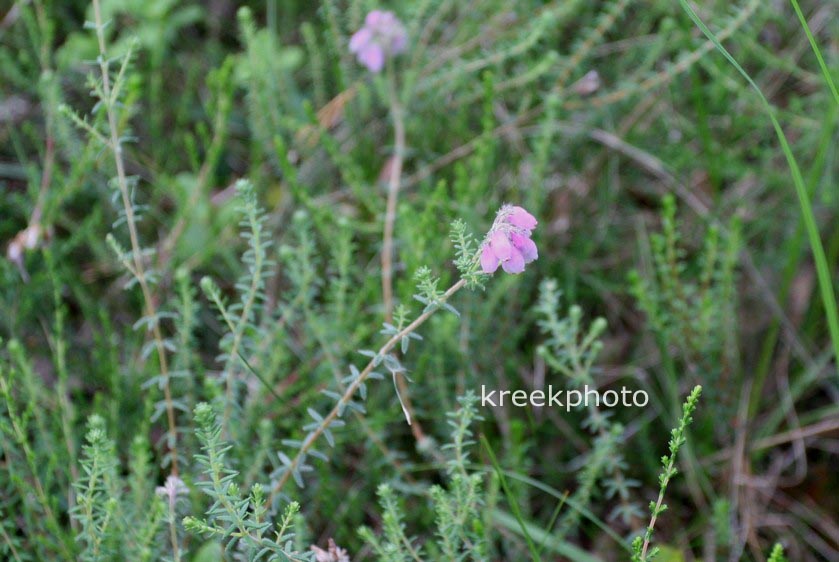Erica tetralix