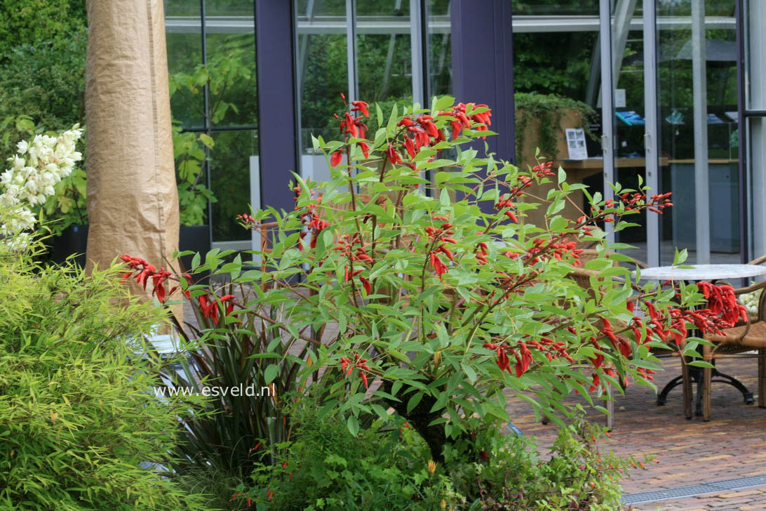 Erythrina crista-galli