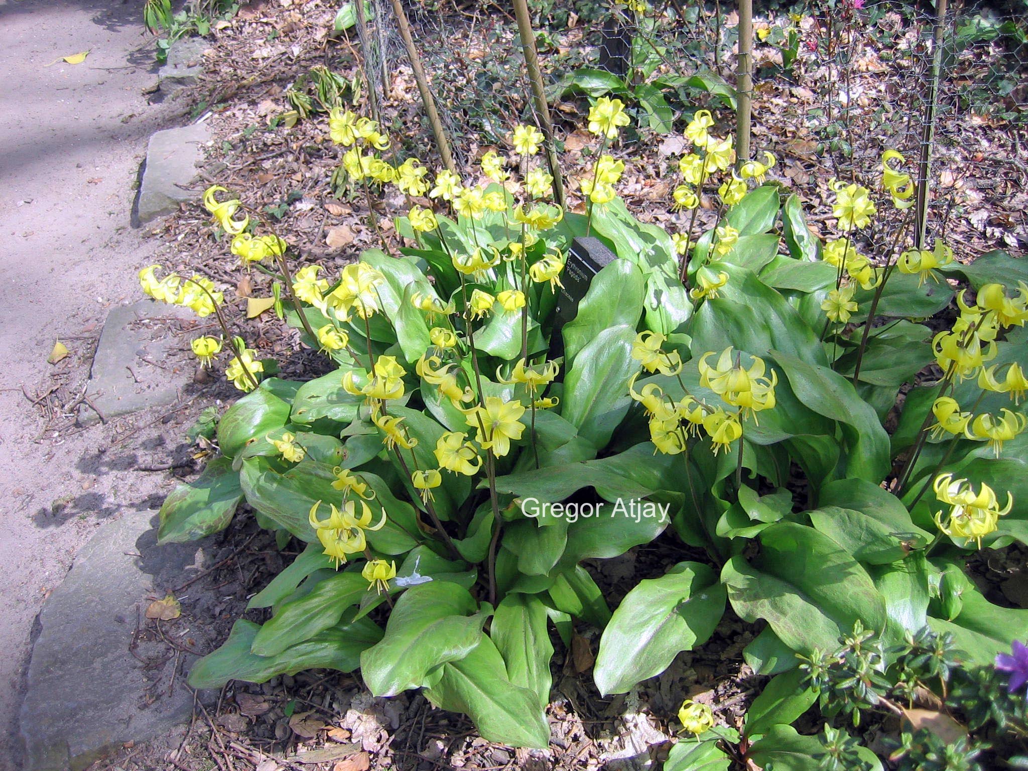 Erythronium 'Pagoda'