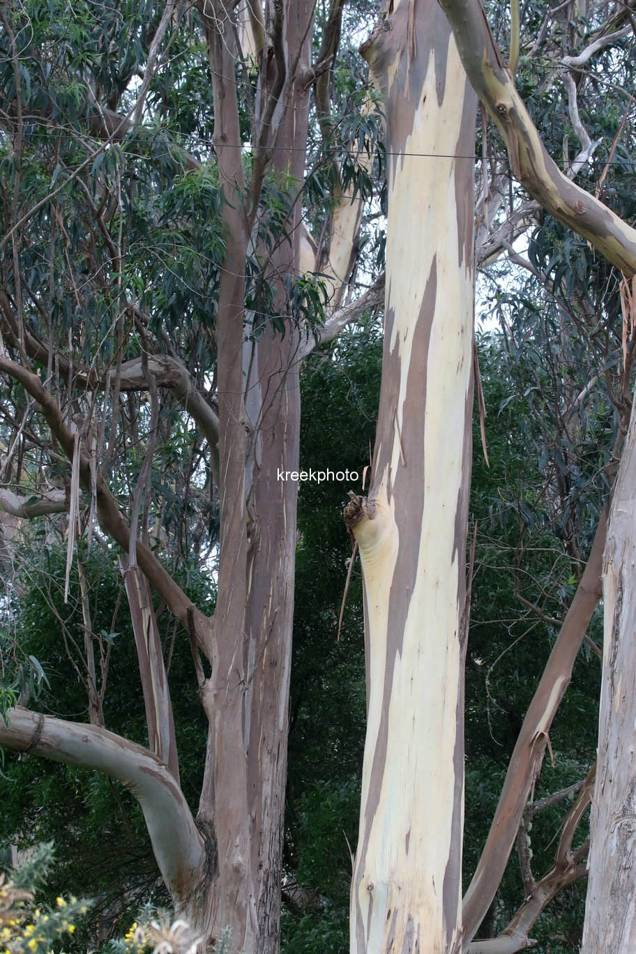 Eucalyptus globulus