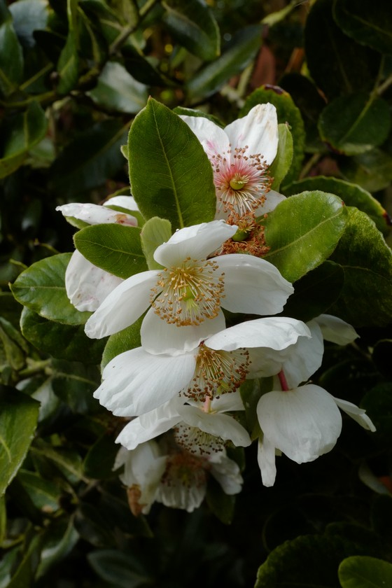 Eucryphia cordifolia