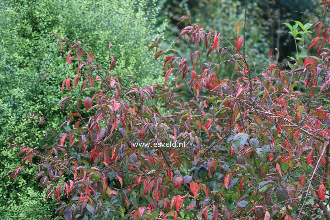 Euonymus europaeus 'Red Cascade'