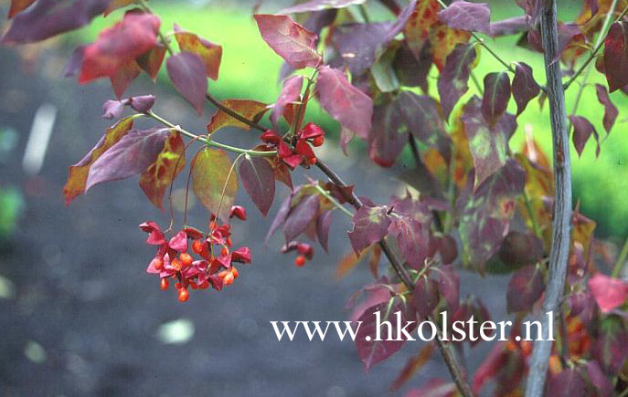 Euonymus sachalinensis
