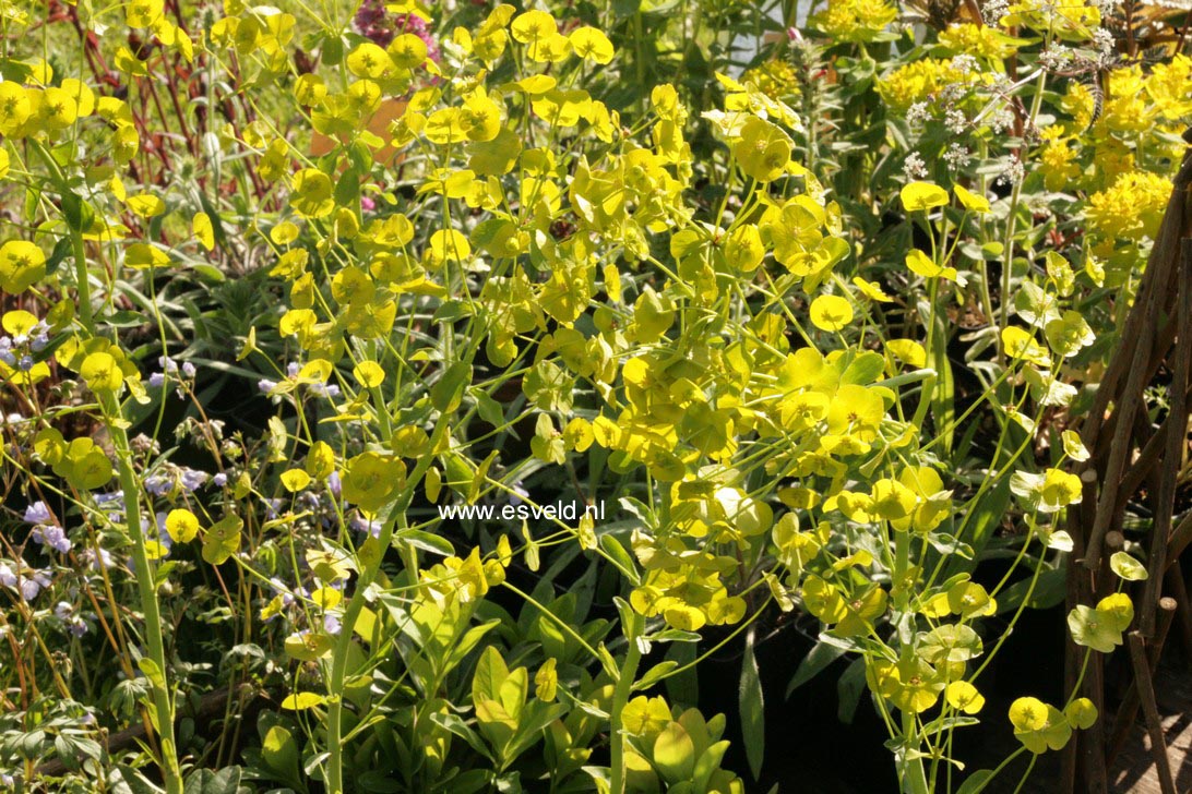 Euphorbia amygdaloides