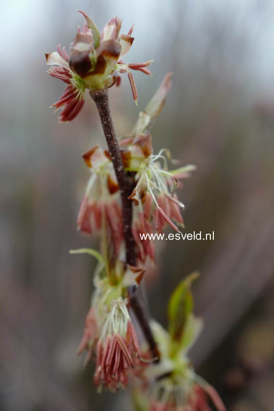 Euptelea pleiosperma