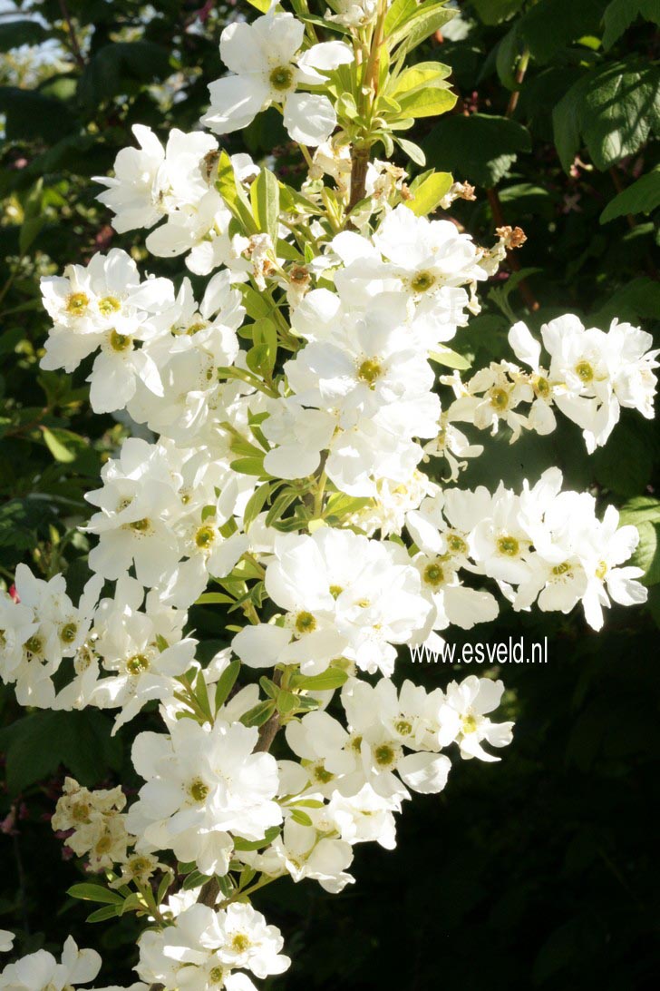 Exochorda racemosa 'Niagara'