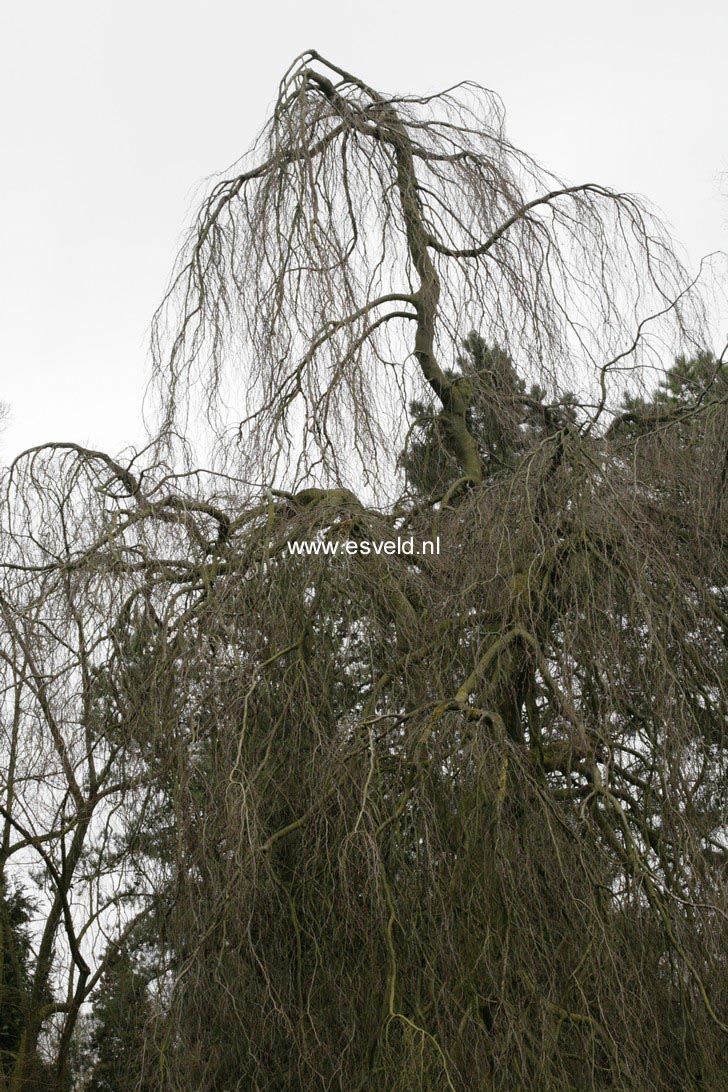 Fagus sylvatica 'Bornyensis'