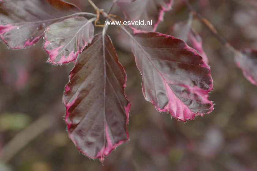 Fagus sylvatica 'Purpurea Tricolor'